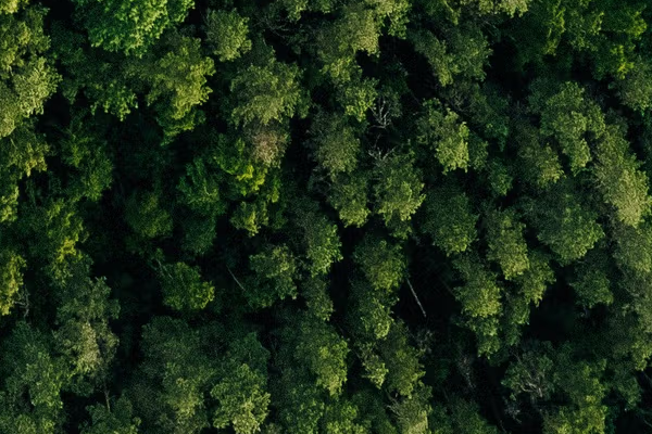 Forest, as the stored AVIF decodes